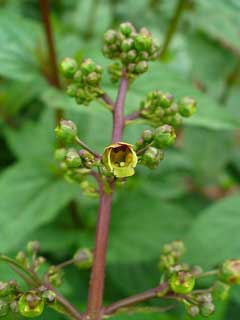 Scrophularia nodosa Knotted Figwort, Woodland figwort