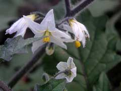 Solanum villosum 