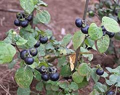 Solanum scabrum Garden Huckleberry
