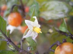 Solanum triflorum Cutleaf Nightshade