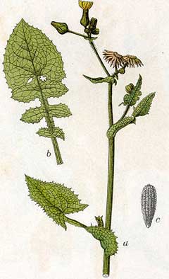 Sonchus oleraceus Sow Thistle, Common sowthistle