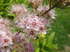 Spiraea salicifolia Bridewort, Willowleaf meadowsweet