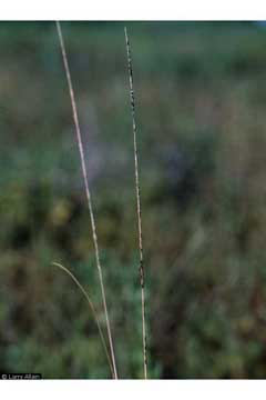 Sporobolus indicus Smut Grass, Rat-tail grass, West Indian dropseed