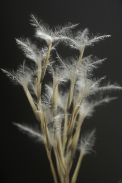 Stipagrostis Drinn