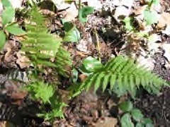 Thelypteris noveboracensis New York fern