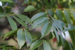 Toxicodendron sylvestre Yame-haze