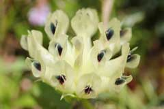 Trifolium fucatum Sour Clover, Bull clover