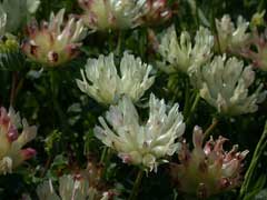 Trifolium fucatum Sour Clover, Bull clover