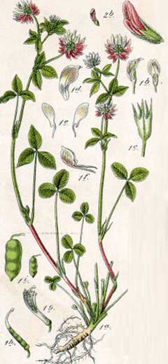 Trifolium hybridum Alsike Clover