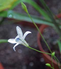 Triteleia peduncularis Longray Tripletlily, Long-ray brodiaea