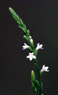 Verbena urticifolia White Vervain