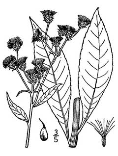 Vernonia glauca Ironweed, Broadleaf ironweed