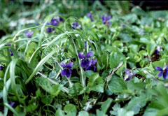 Viola hirta Sweet Violet, English Violet, Garden Violet, Sweet Violet,  Florist