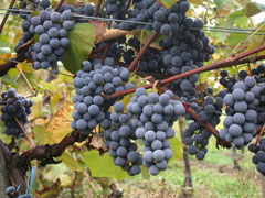 Vitis vinifera Grape, Wine grape, Purpleleaf Grape, Common Grape
