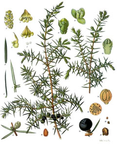Juniperus communis Juniper, Common juniper