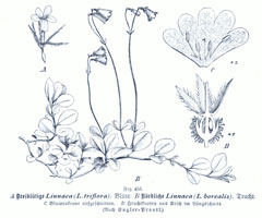 Abelia triflora Indian Abelia