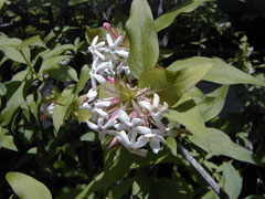 Abelia triflora Indian Abelia