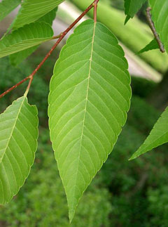 Zelkova serrata Japanese Zelkova,  Saw Leaf Zelkova