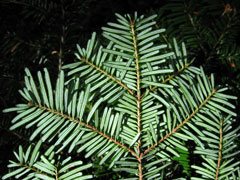Abies amabilis Red Fir,Pacific silver fir
