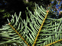Abies concolor Colorado Fir, White fir