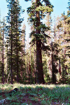 Abies magnifica Californian Red Fir, Shasta red fir