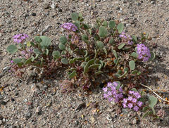 Abronia villosa Desert Sand Verbena