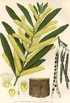 ACACIA LONGIFOLIA 20 semi seeds mimosa dalle foglie lunghe Long-leaved wattle 
