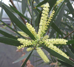 Acacia longifolia Sydney Golden Wattle, Acacia