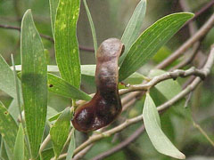 Acacia_melanoxylon Blackwood, Australia Acacia, Black Acacia, Blackwood Acacia