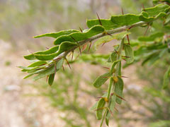 Acacia_paradoxa Kangaroo Thorn, Paradox acacia