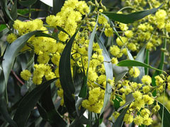 Acacia pycnantha Golden Wattle