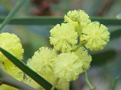 Acacia retinodes Swamp Wattle, Water wattle