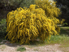 Acacia saligna Blue-Leaved Wattle, Orange wattle
