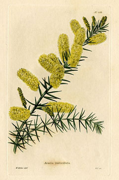 Acacia_verticillata Prickly Moses