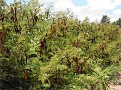 Acacia_angustissima Prairie acacia. Timbre. Fernleaf Acacia