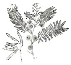 Acacia_angustissima Prairie acacia. Timbre. Fernleaf Acacia