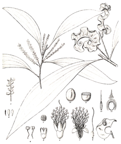 Acacia_auriculiformis Ear-Pod Wattle, Black Acacia, Earleaf, Black wattle