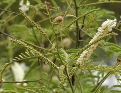 Acacia catechu Cutch tree, Catechu acacia