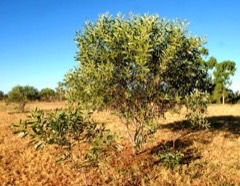 Acacia holosericea Cole