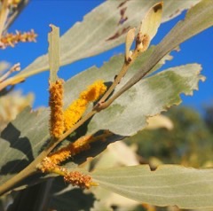 Acacia holosericea Cole