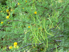 Vachellia constricta Mescat Acacia