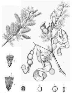 Senegalia greggii Catclaw Acacia