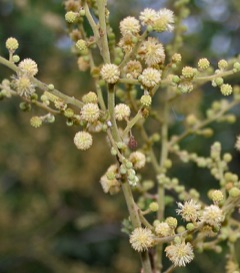 Acacia leucophloea Kuteera-Gum, White-barked acacia.