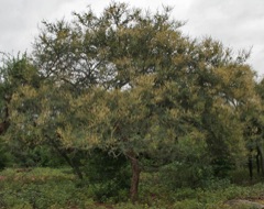 Acacia leucophloea Kuteera-Gum, White-barked acacia.
