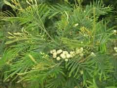 Acacia mearnsii Black Wattle, Late black wattle