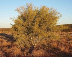 Acacia murrayana Murray’s wattle, Colony wattle