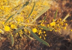Acacia murrayana Murray’s wattle, Colony wattle