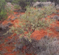 Acacia_victoriae Bramble wattle. Gundabluey, Bardi bush
