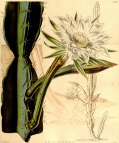 Acanthocereus tetragonus Pitahaya. Barbed-wire cactus.