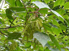 Acer acuminatum 